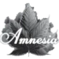 Amnesia